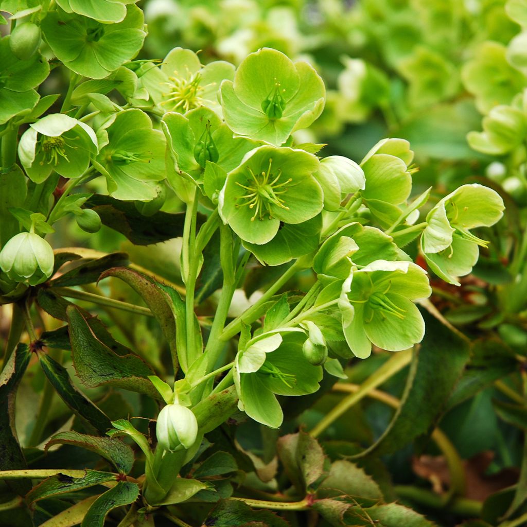 Helleborus argutifolius