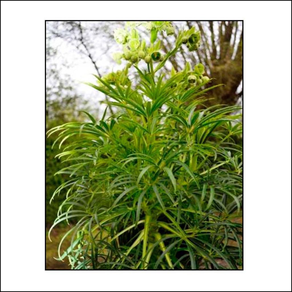 Helleborus foetidus Bowless Form