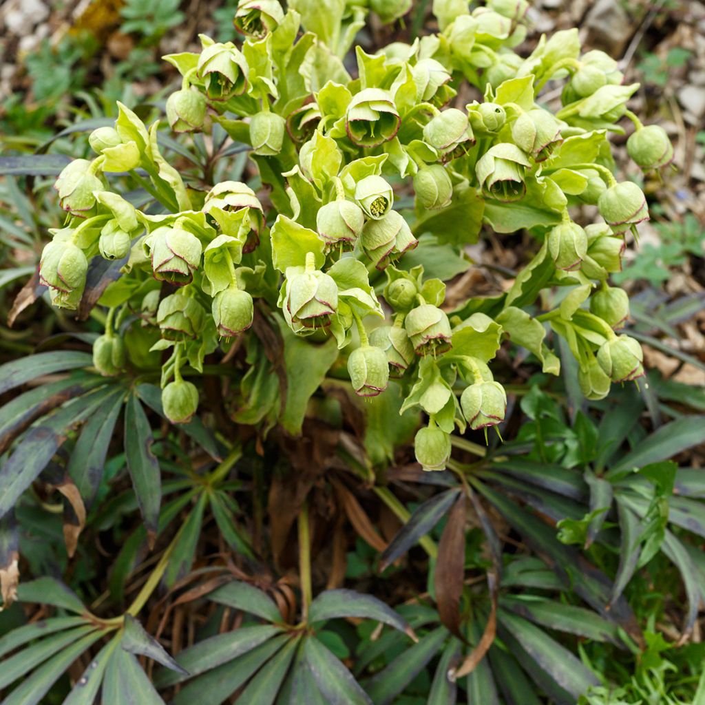 Helleborus foetidus - Stinking hellebore
