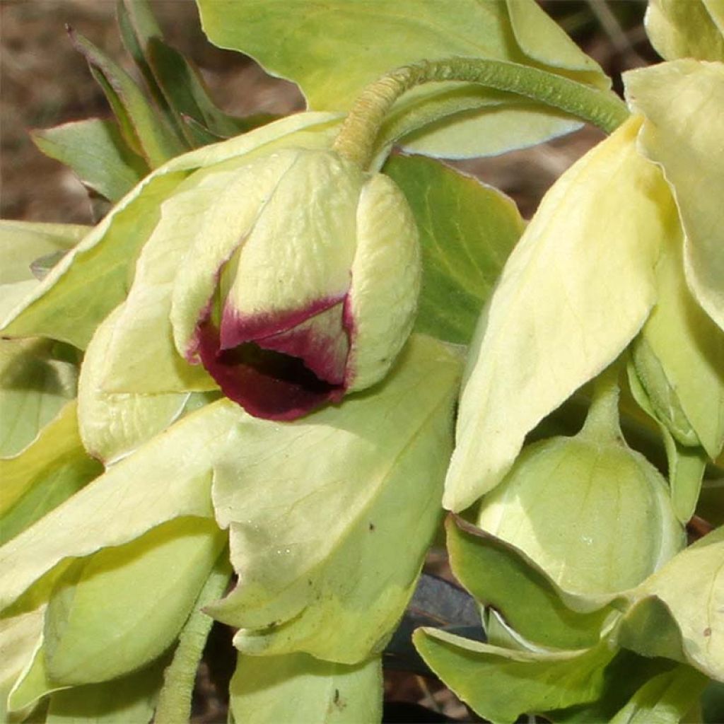 Helleborus foetidus Wester Flisk