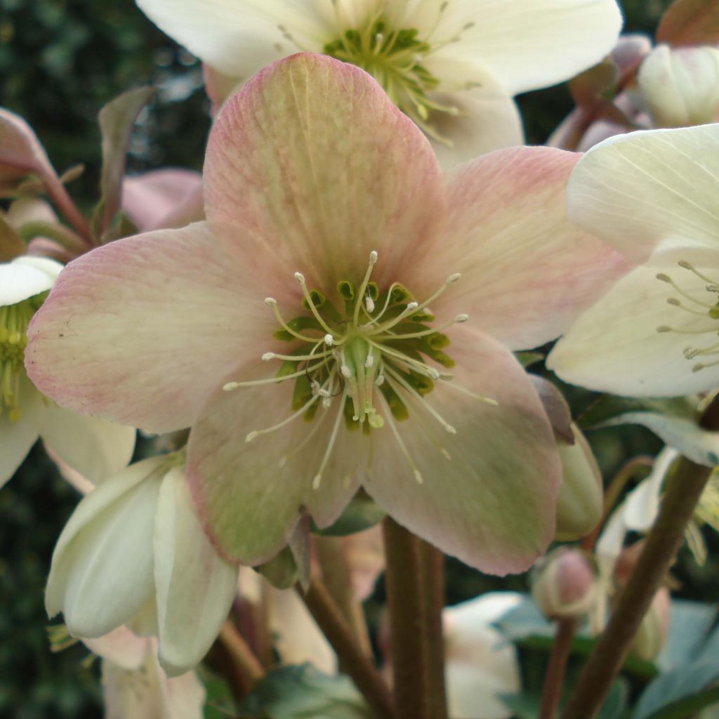 Helleborus x nigercors Emma