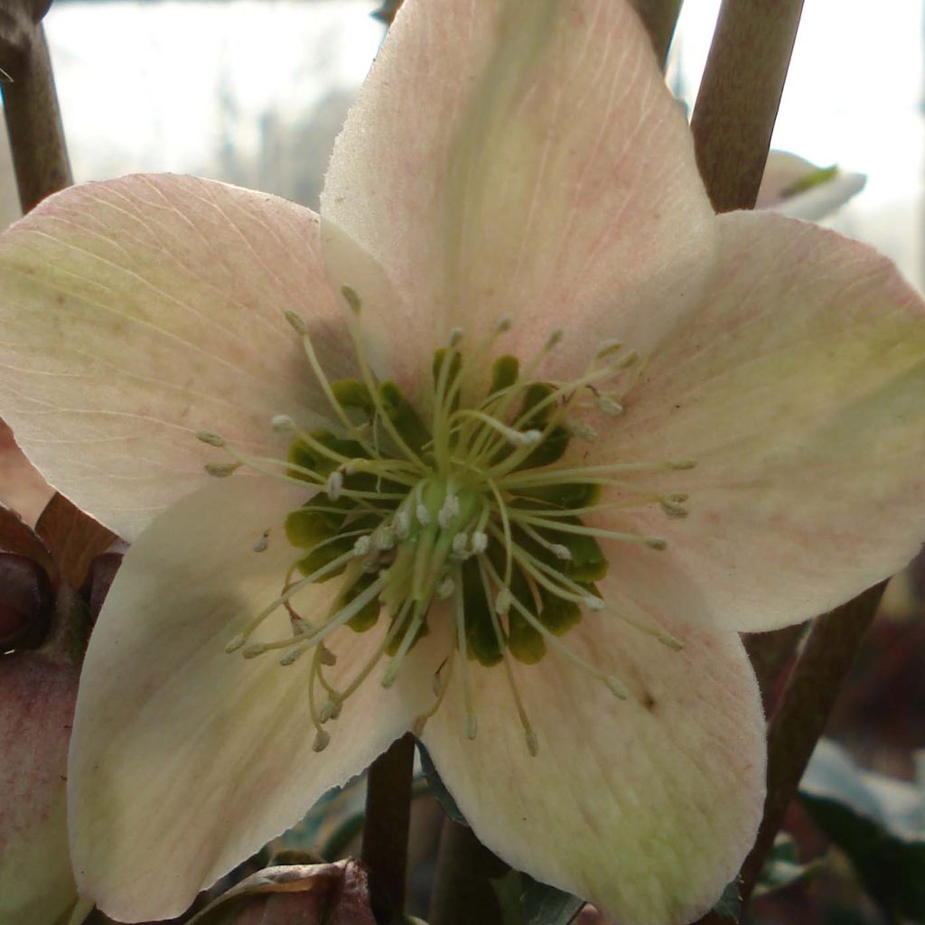 Helleborus x nigercors Emma