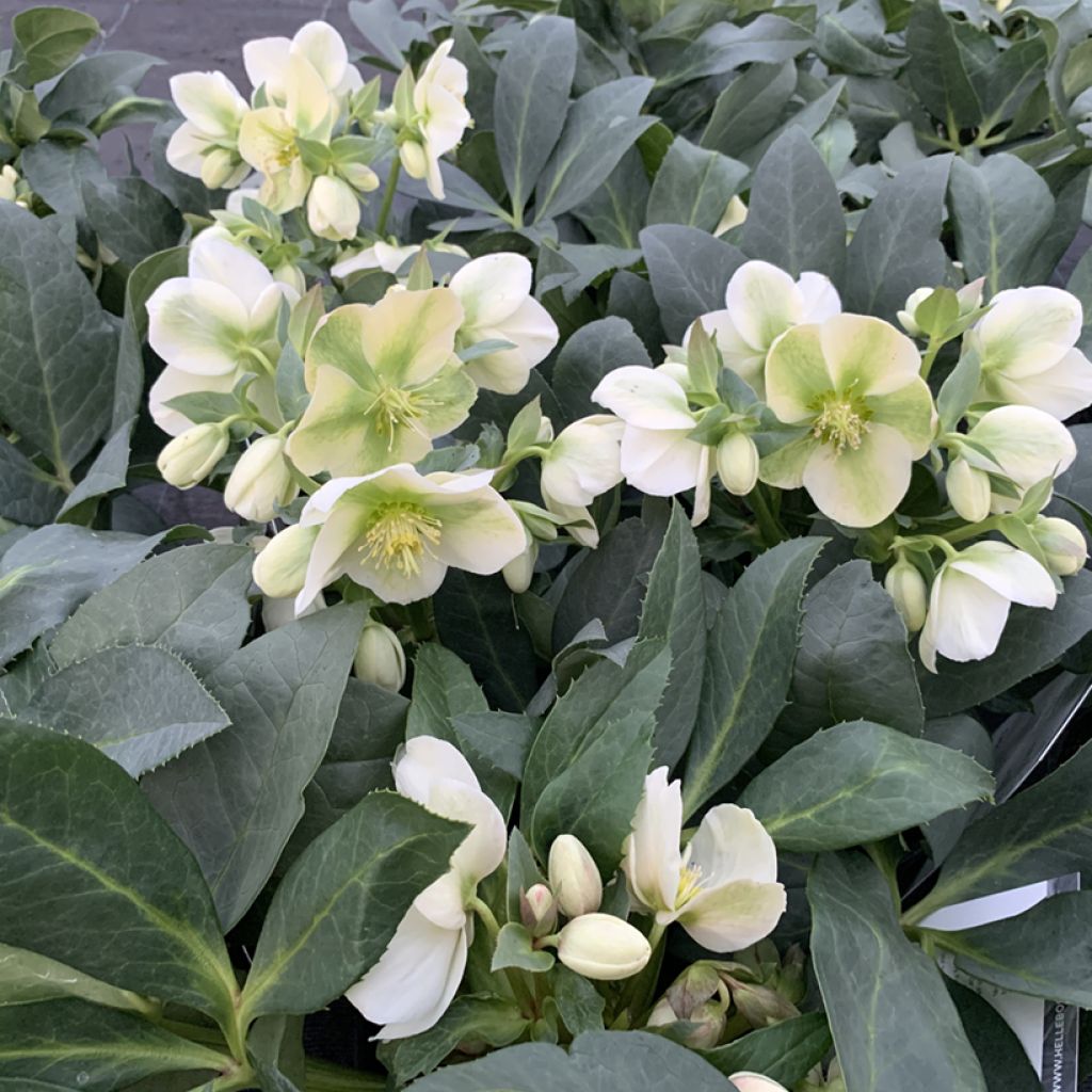Helleborus (x) ericsmithii Sid Ice®