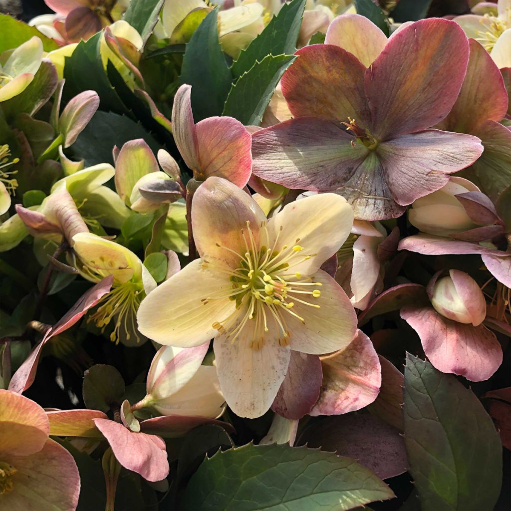 Helleborus x nigercors Emma