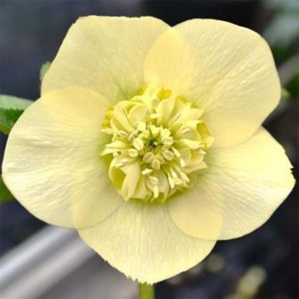 Helleborus hybridus anemone-centred yellow