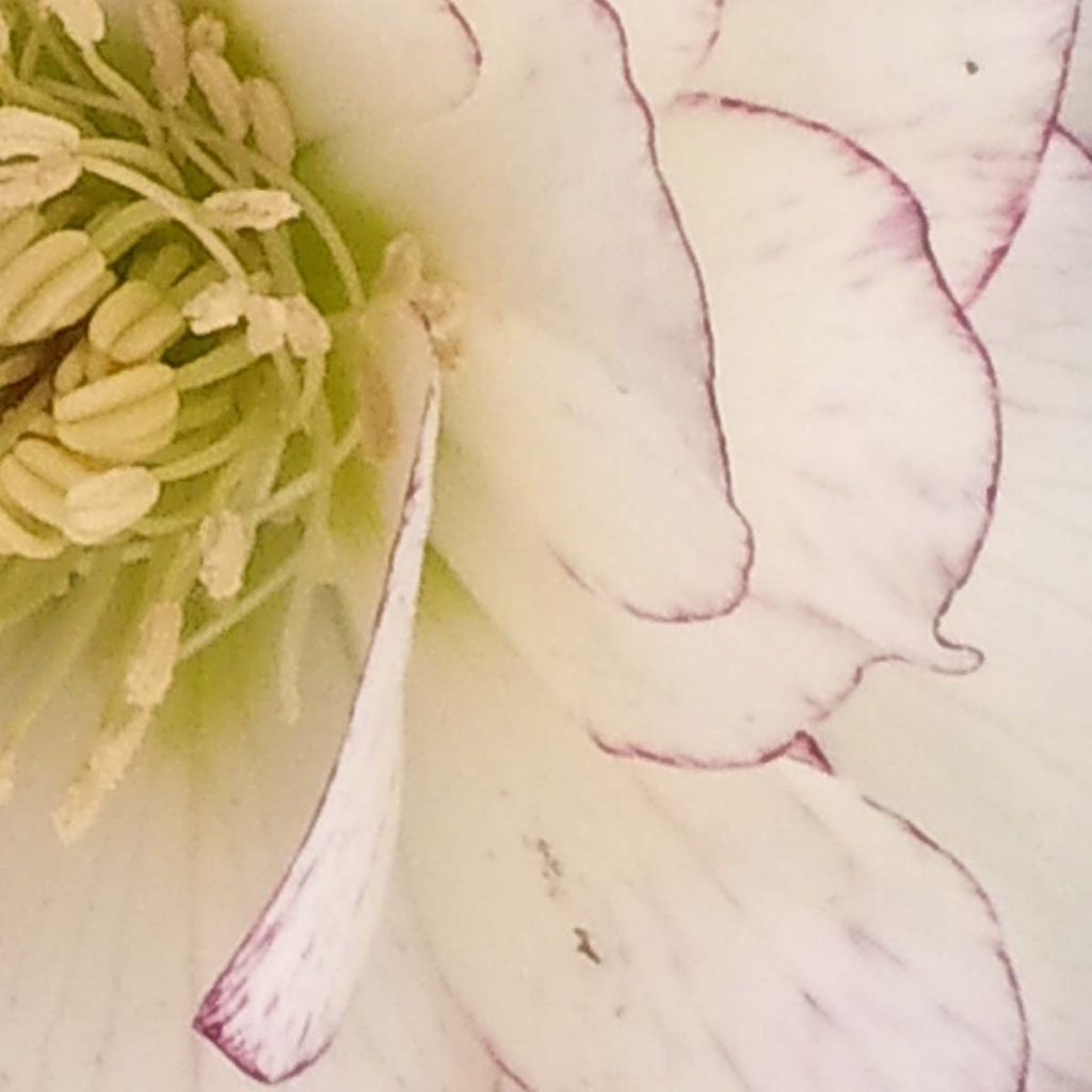 Helleborus hybridus Double White Red/Purple Edge