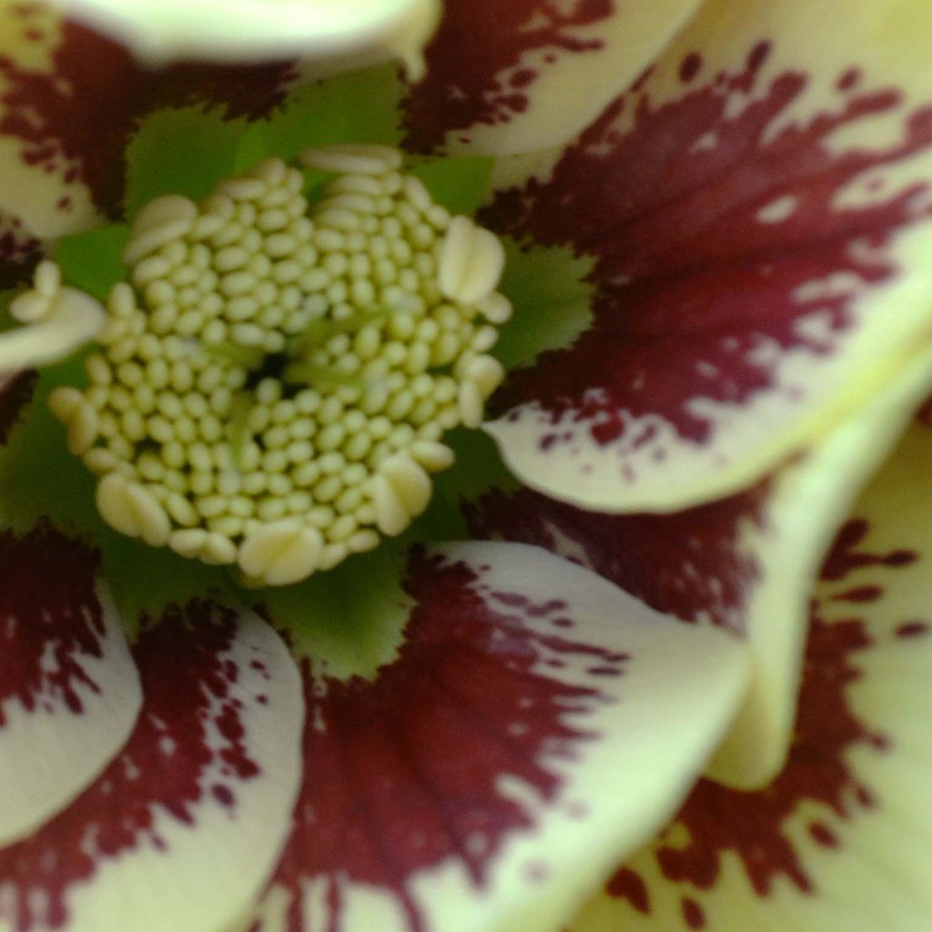 Helleborus hybridus Double Yellow Spotted
