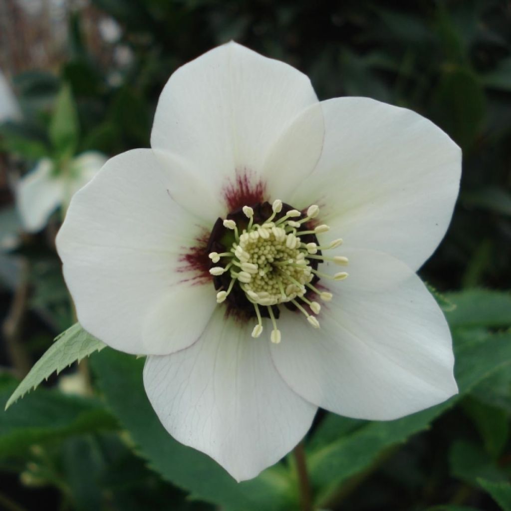 Helleborus hybridus White with Red Centre