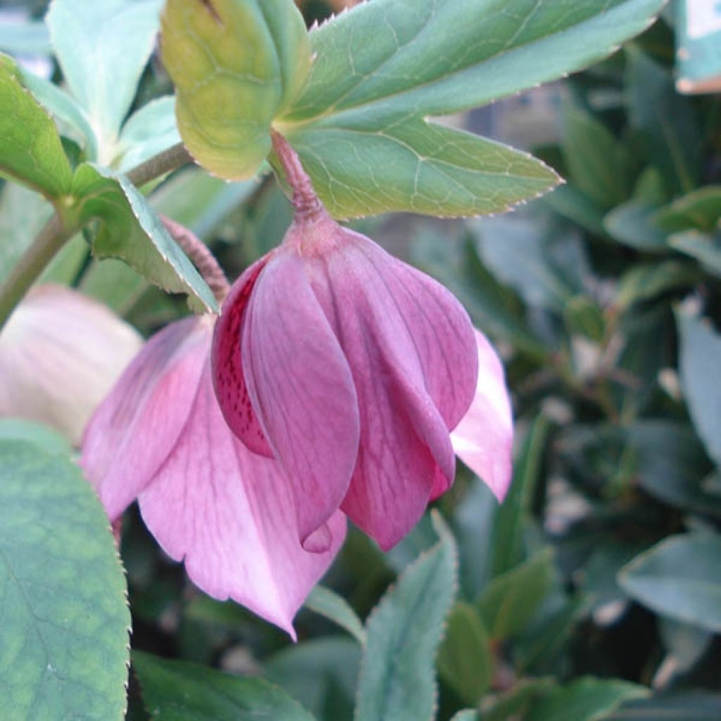 Helleborus hybridus Pink Spotted