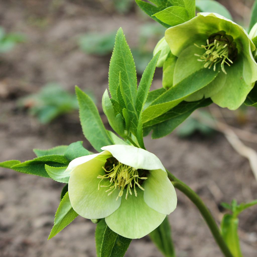 Helleborus hybridus White with Red Centre