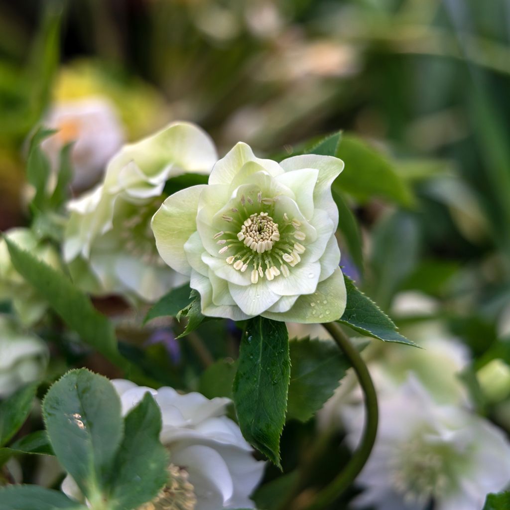 Helleborus hybridus Double White