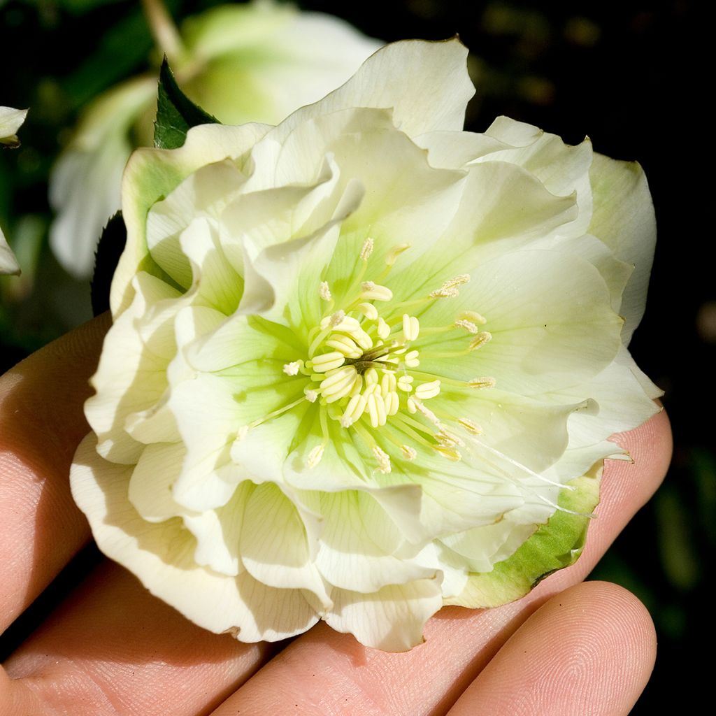 Helleborus hybridus Double White