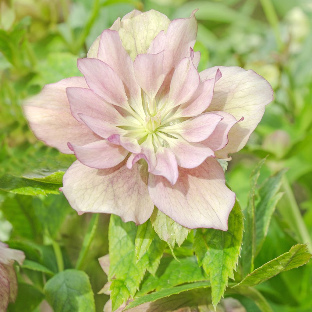 Helleborus hybridus Double Pink