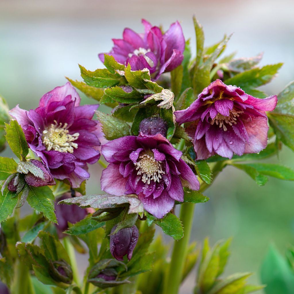 Helleborus hybridus double red