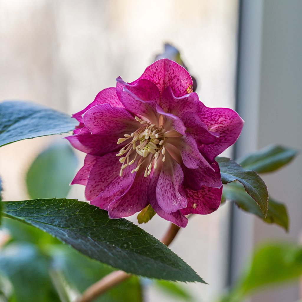 Helleborus hybridus double red