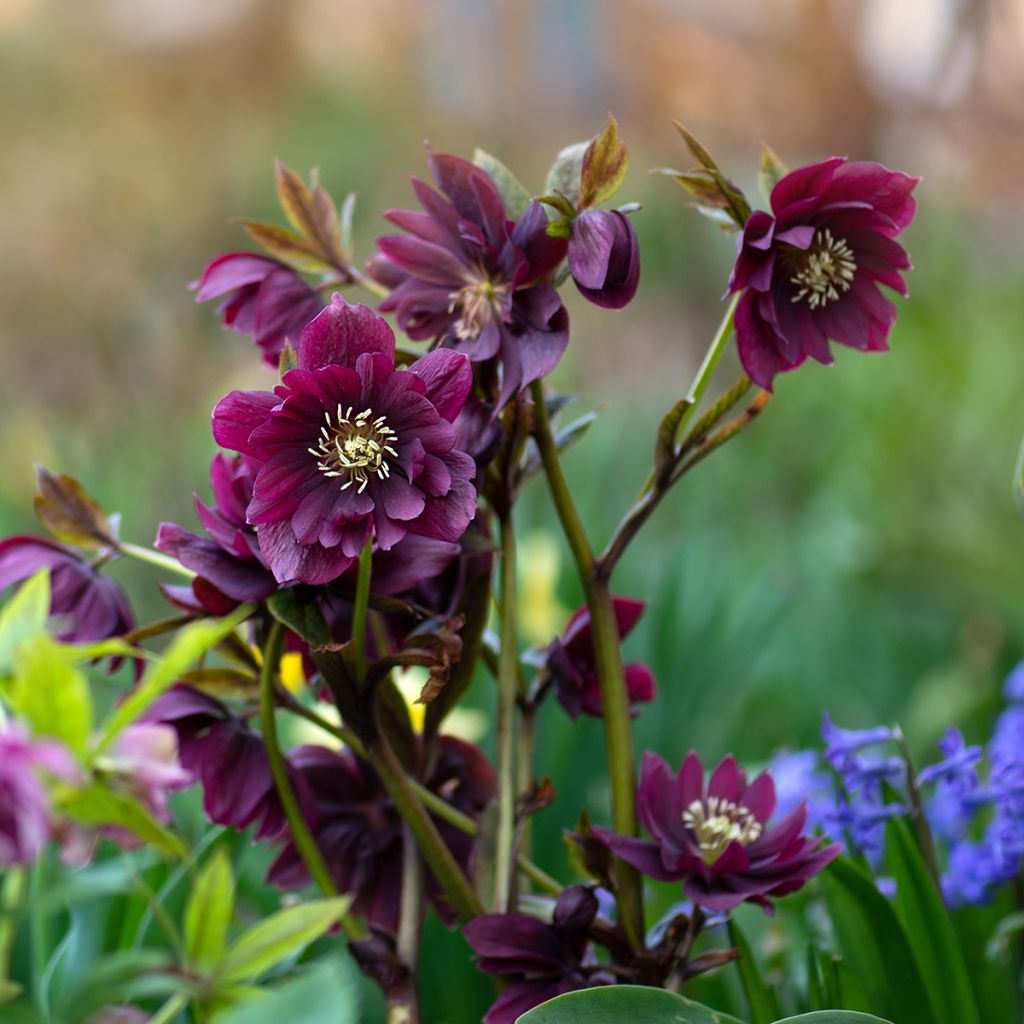 Helleborus hybridus double red