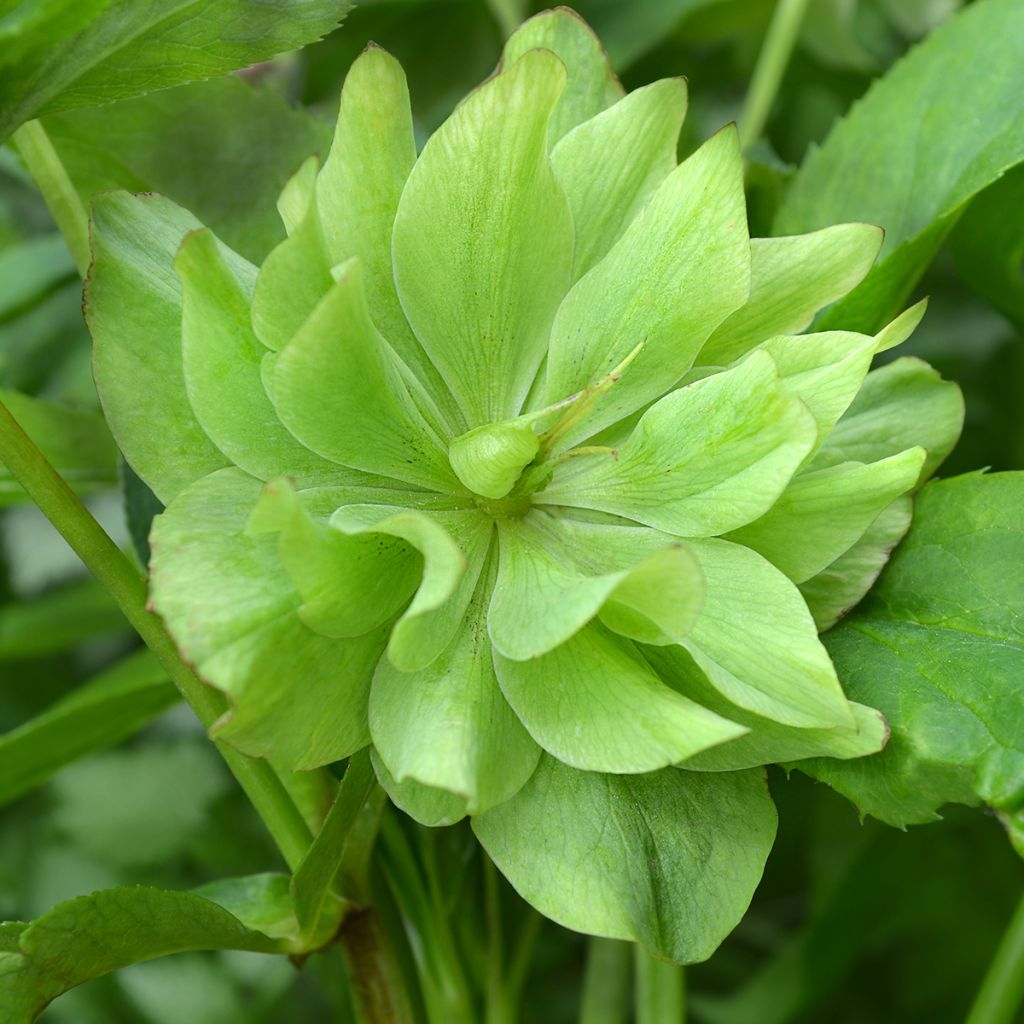 Helleborus Double Green - Hellebore