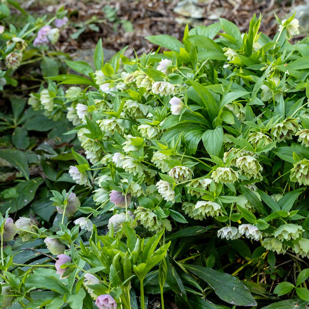 Helleborus hybridus Double Green Spotted