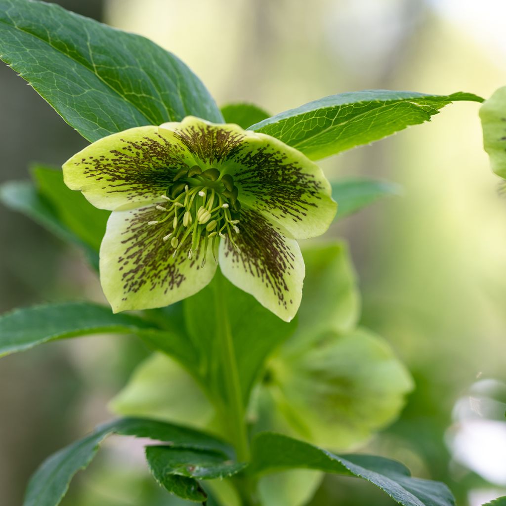 Helleborus hybridus Double Yellow Spotted