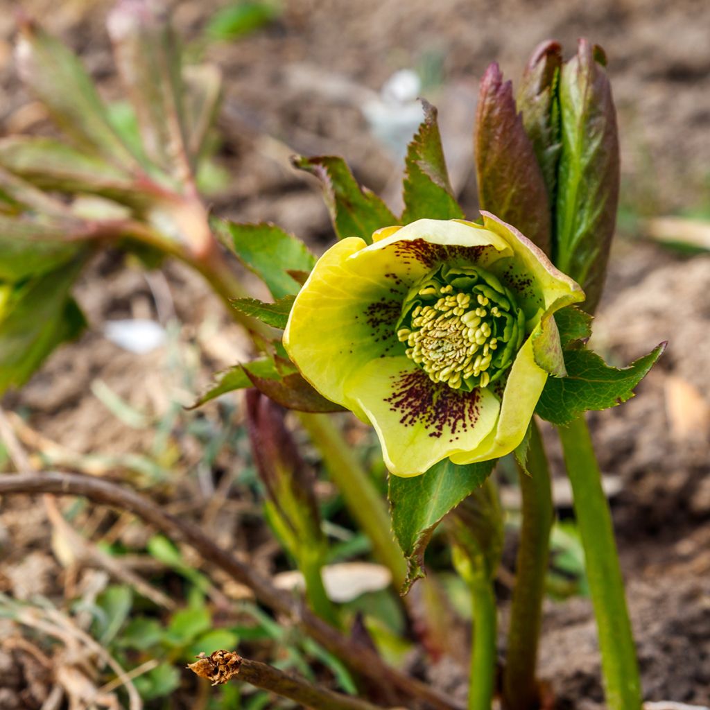 Helleborus hybridus Double Yellow Spotted