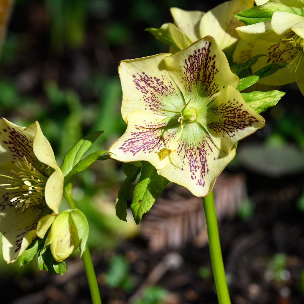 Helleborus hybridus Double Yellow Spotted