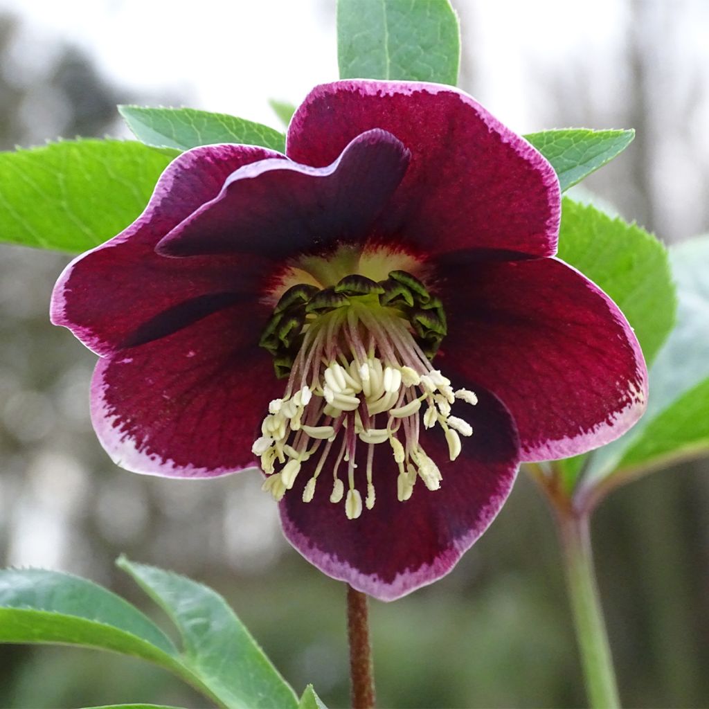Helleborus Magic Aubergine