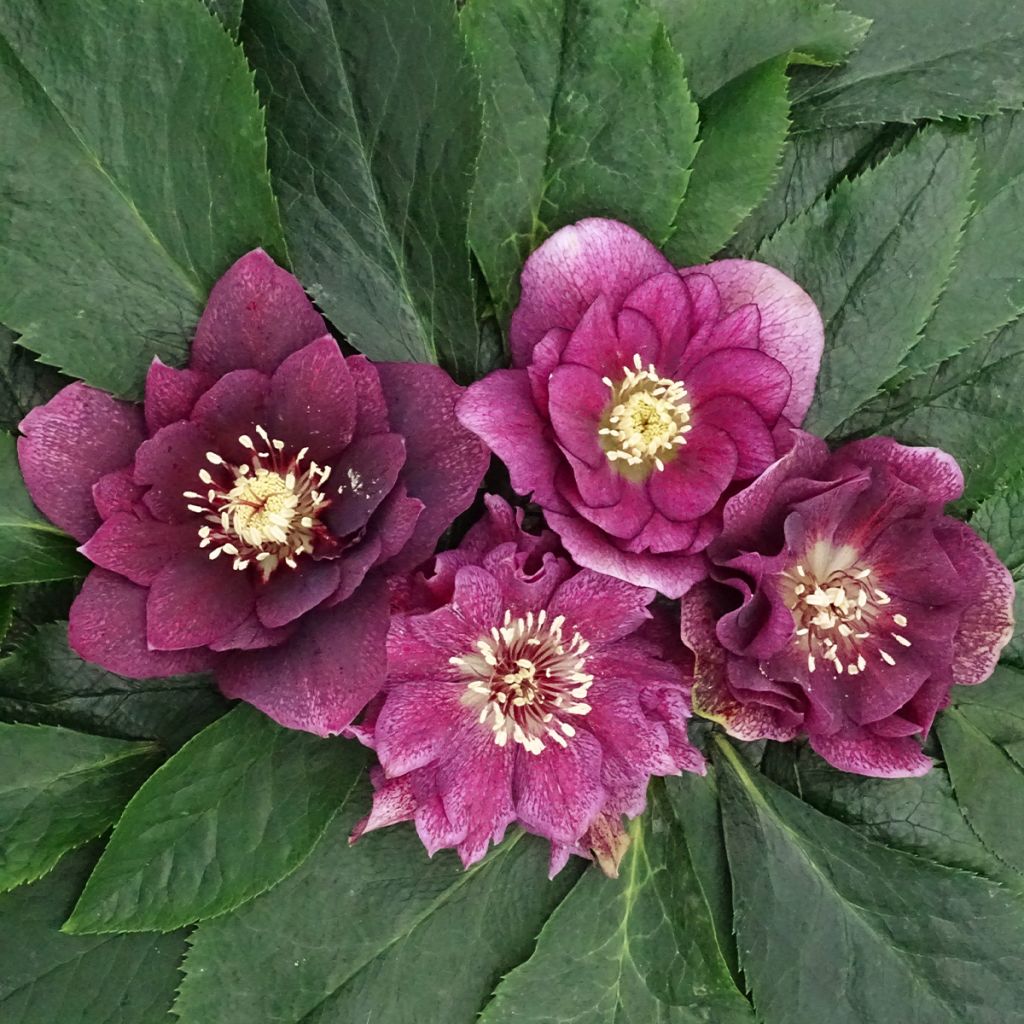 Helleborus hybridus Magic Double Red