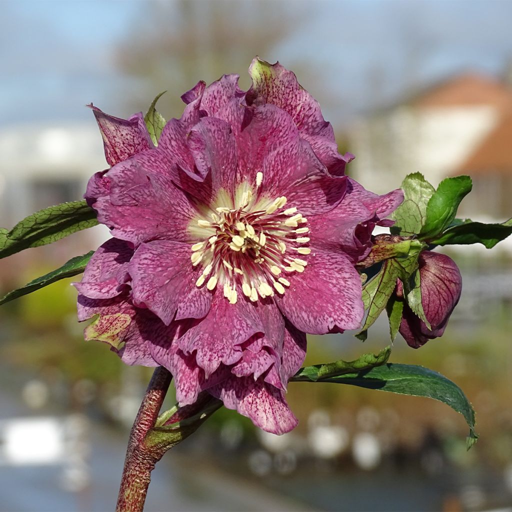 Helleborus hybridus Magic Double Red