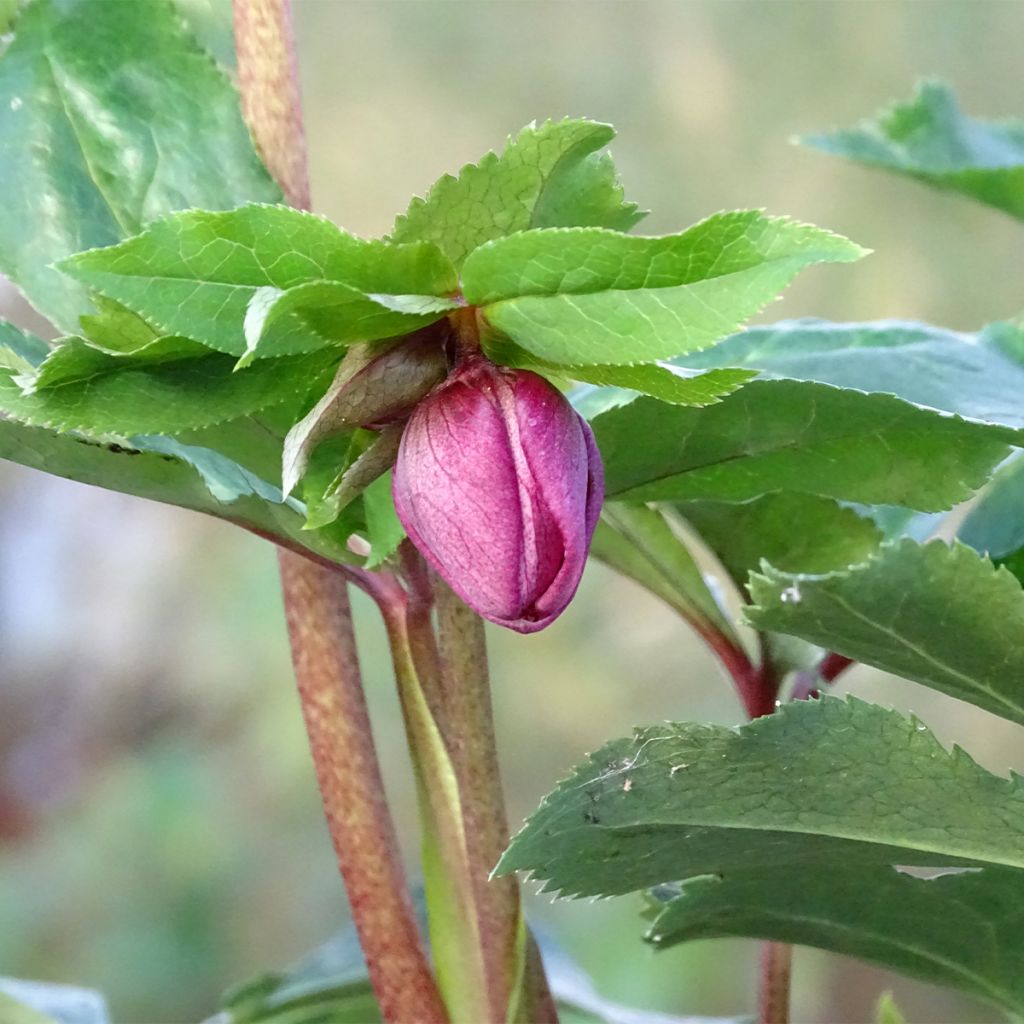 Helleborus hybridus Magic Double Red