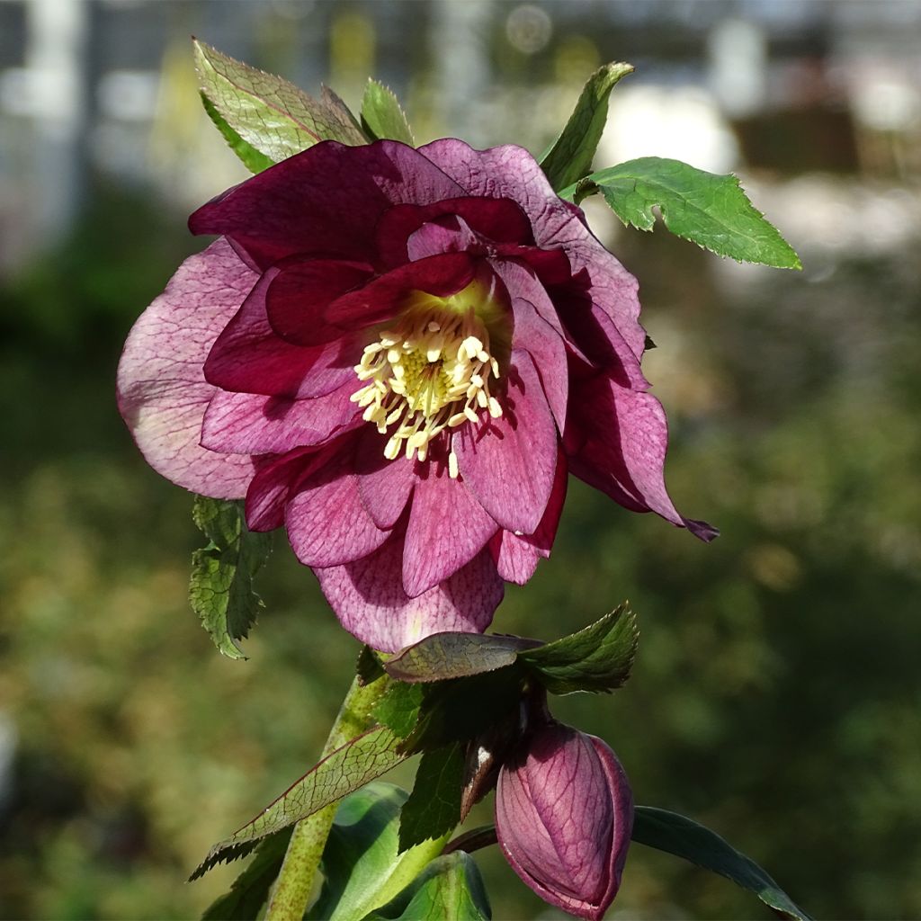 Helleborus hybridus Magic Double Red