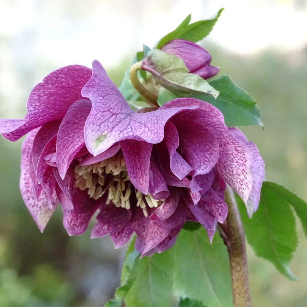 Helleborus hybridus Magic Double Red
