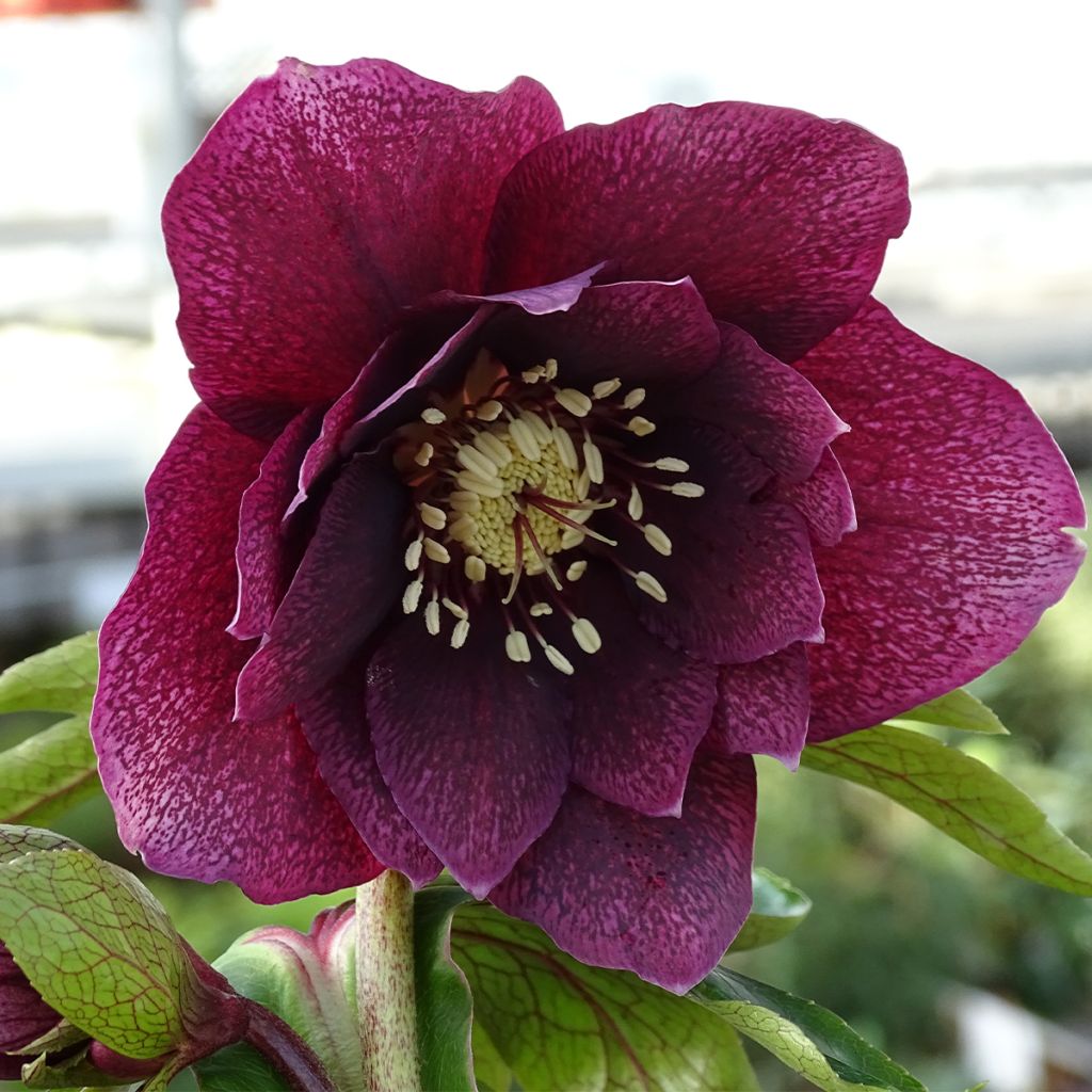 Helleborus hybridus Magic Double Red