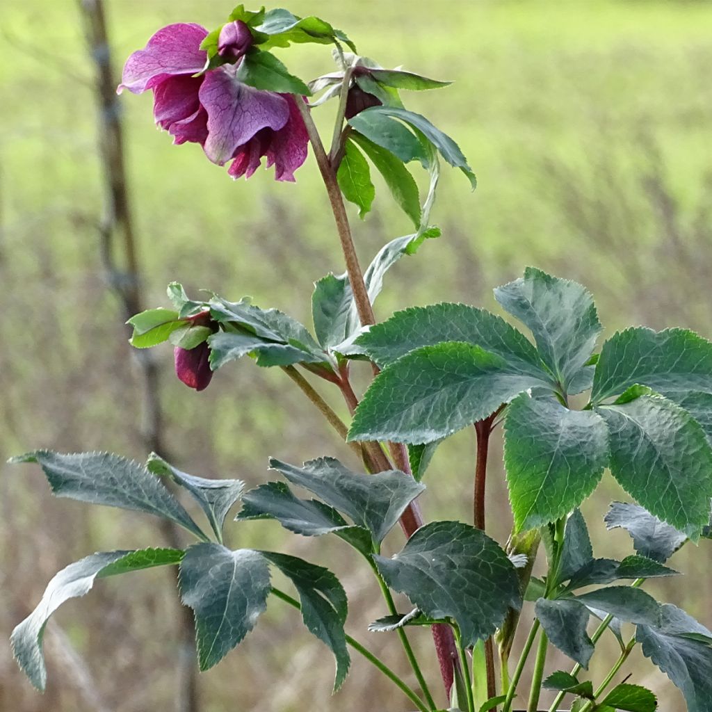 Helleborus hybridus Magic Double Red