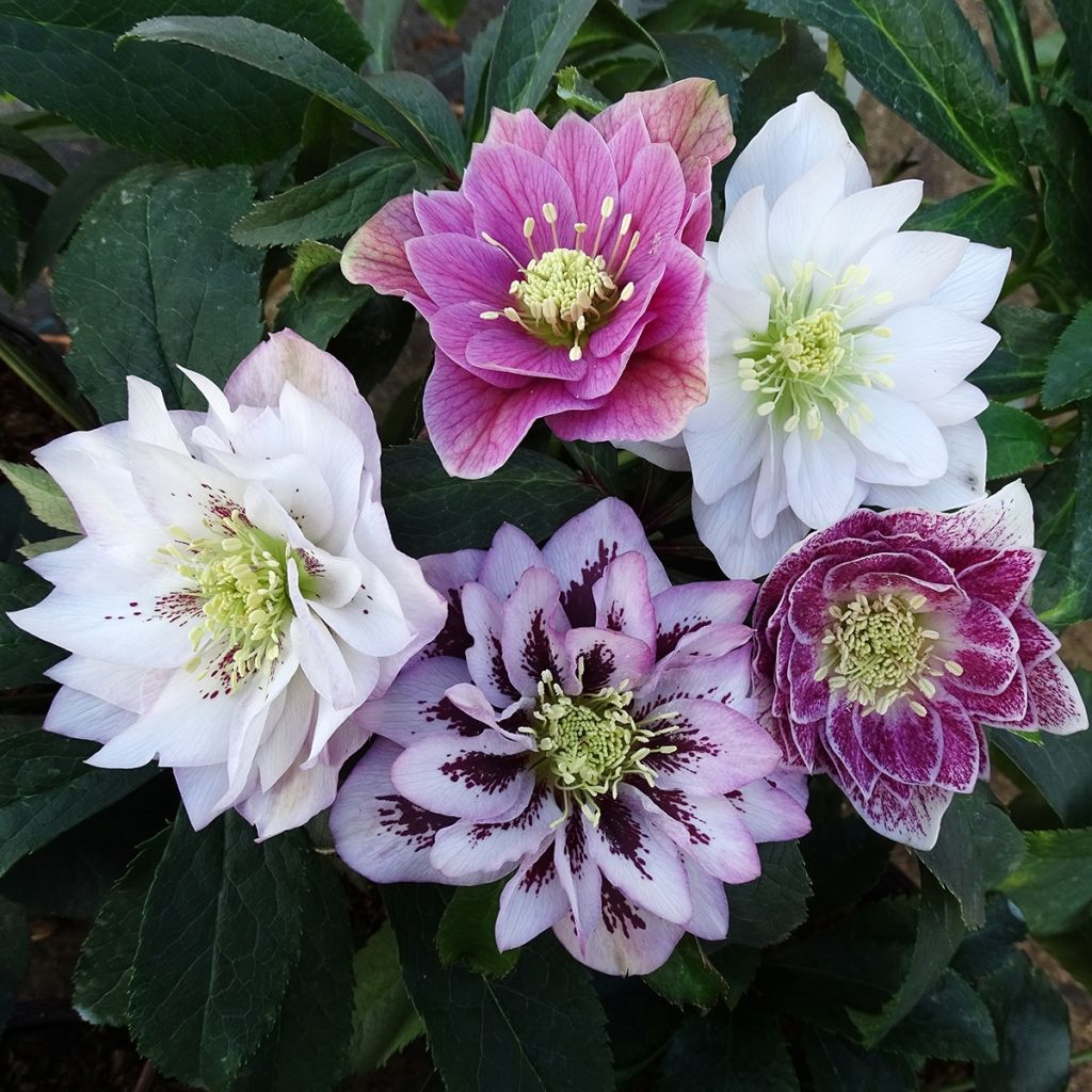 Helleborus hybridus Magic Double Rose