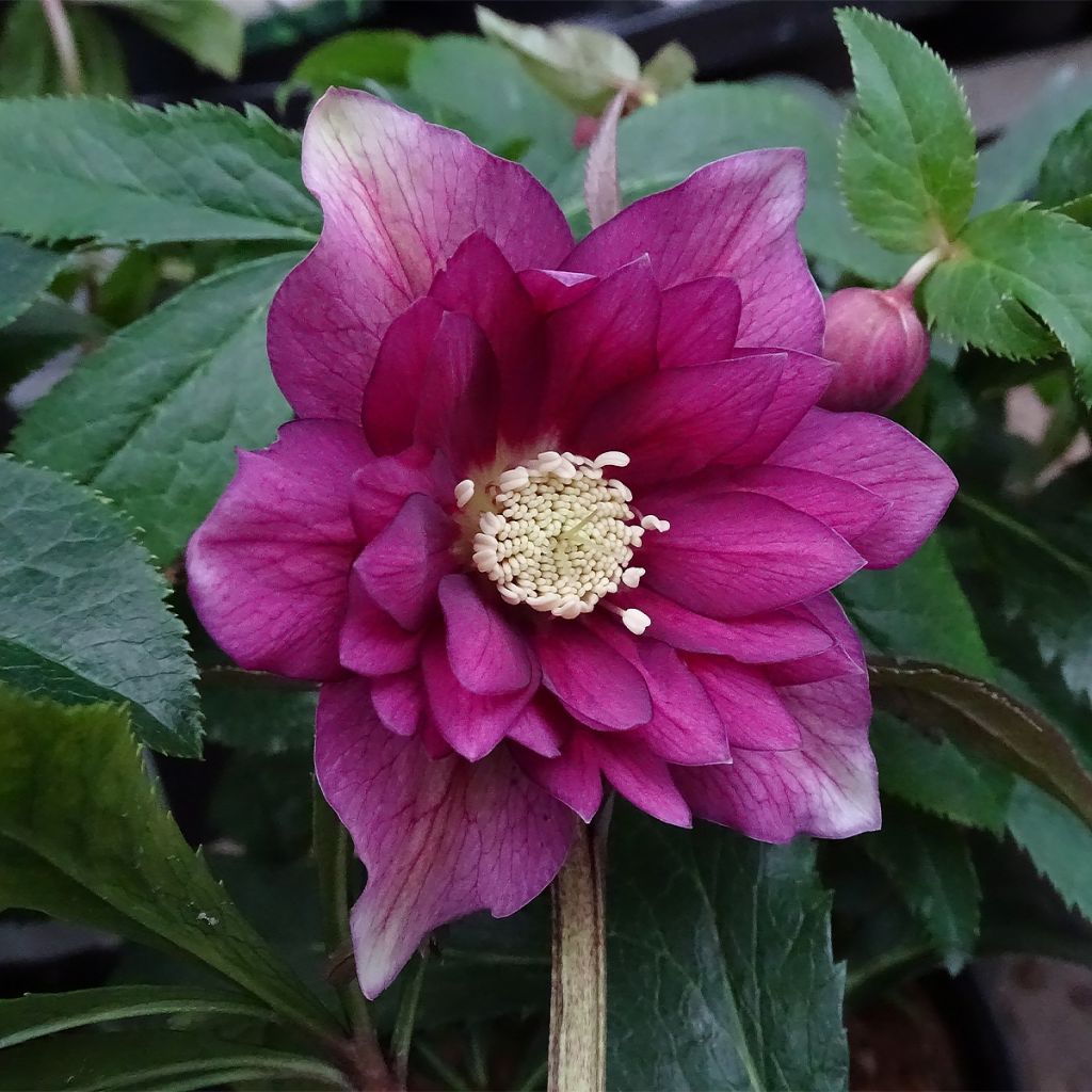 Helleborus hybridus Magic Double Rose