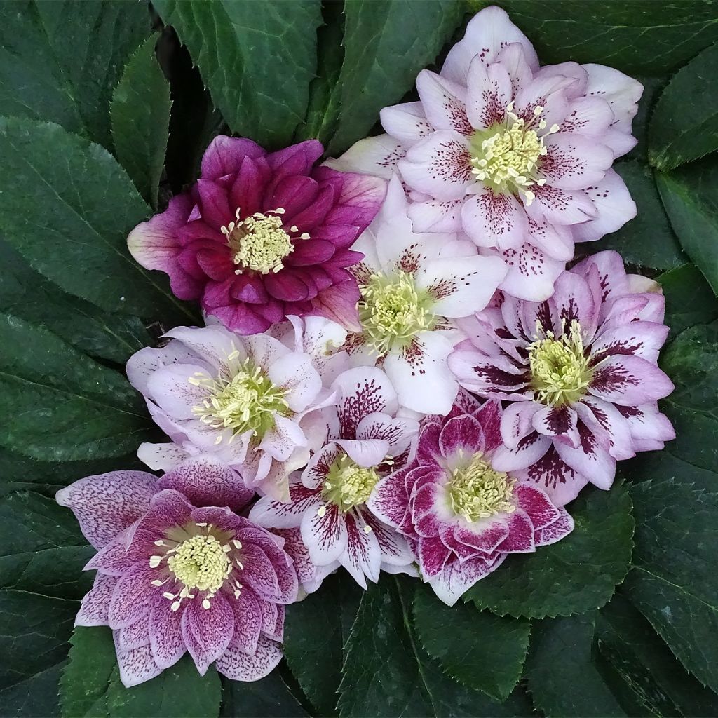 Helleborus hybridus Magic Double Rose