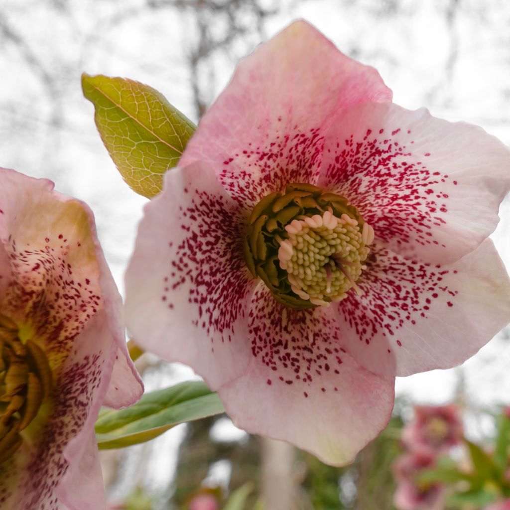 Helleborus hybridus Pink Spotted
