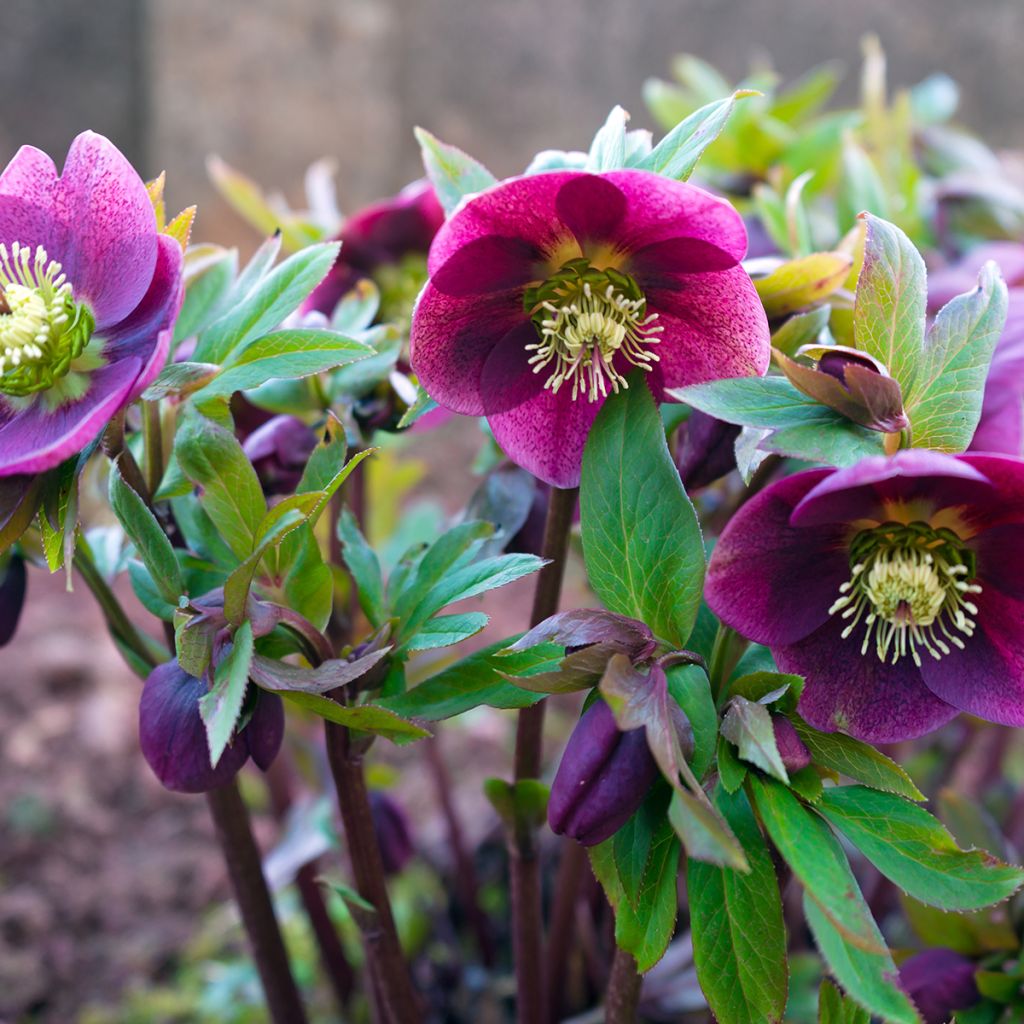 Helleborus hybridus Red