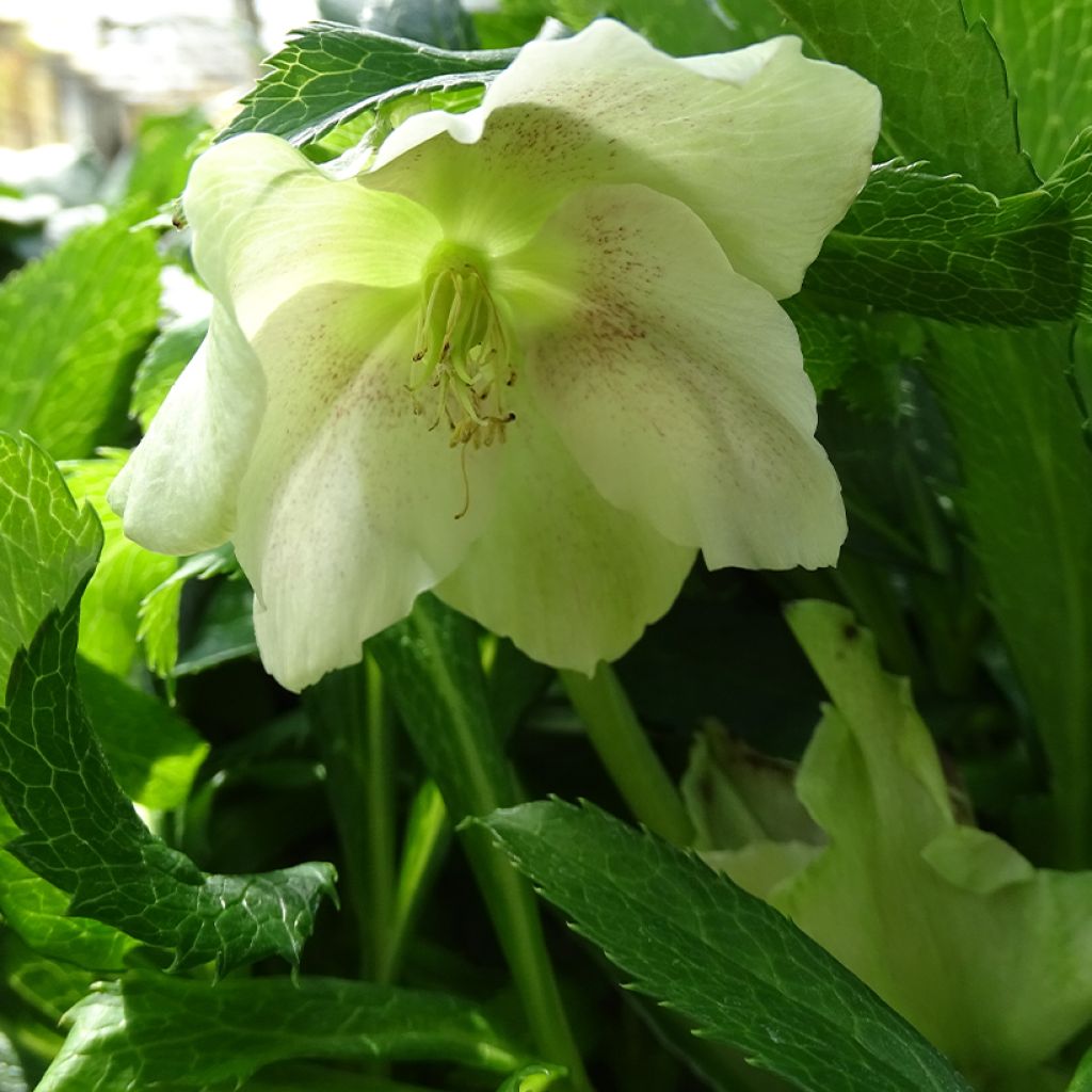 Helleborus hybridus ViV Fiorentina