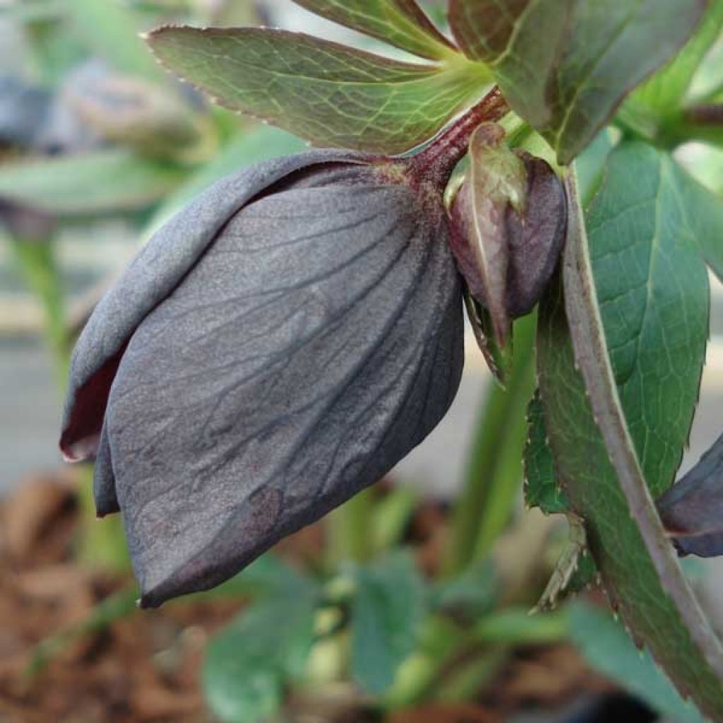 Helleborus hybridus Slaty Blue