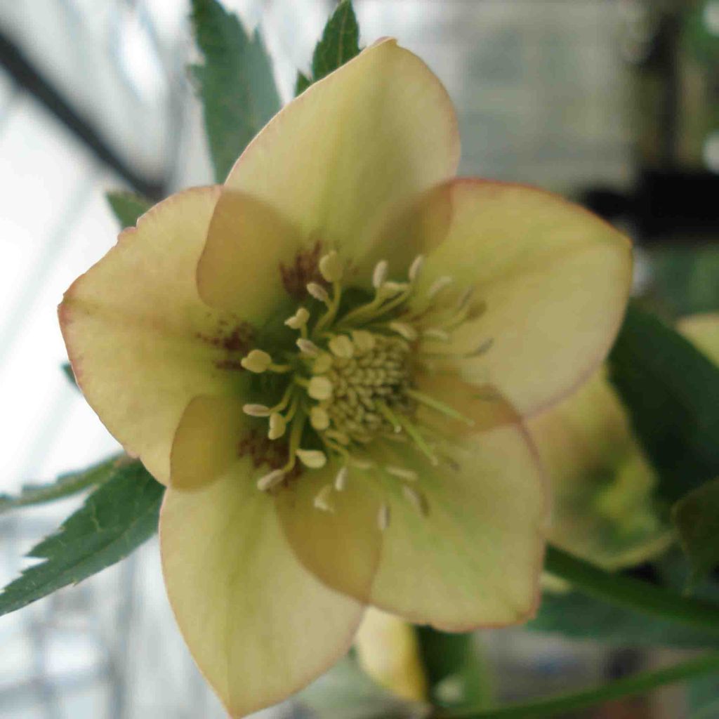 Helleborus hybridus Apricot Spotted