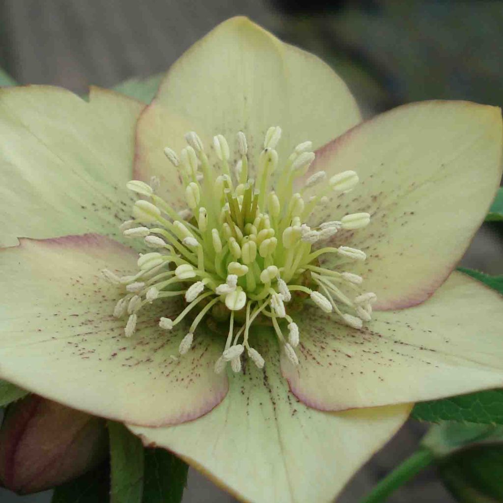 Helleborus hybridus Apricot Spotted
