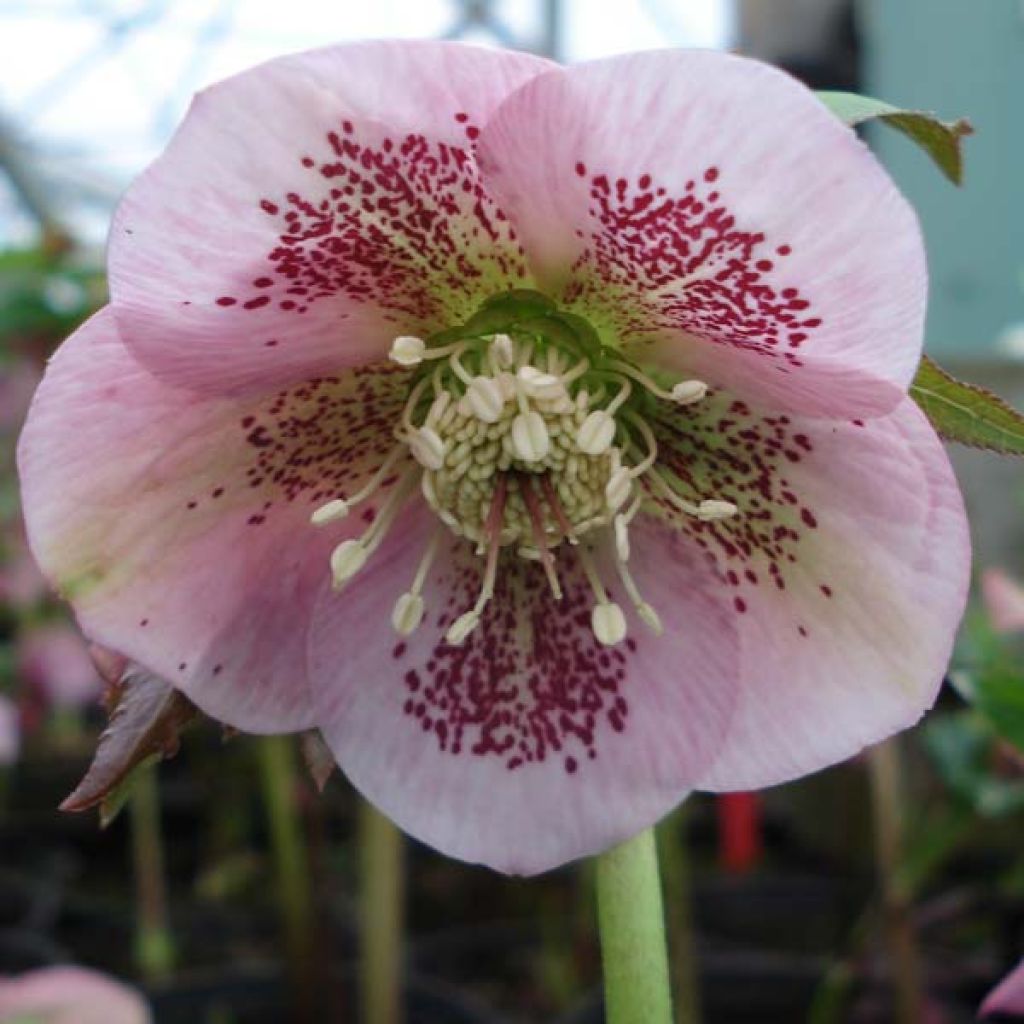 Helleborus hybridus Pink Spotted