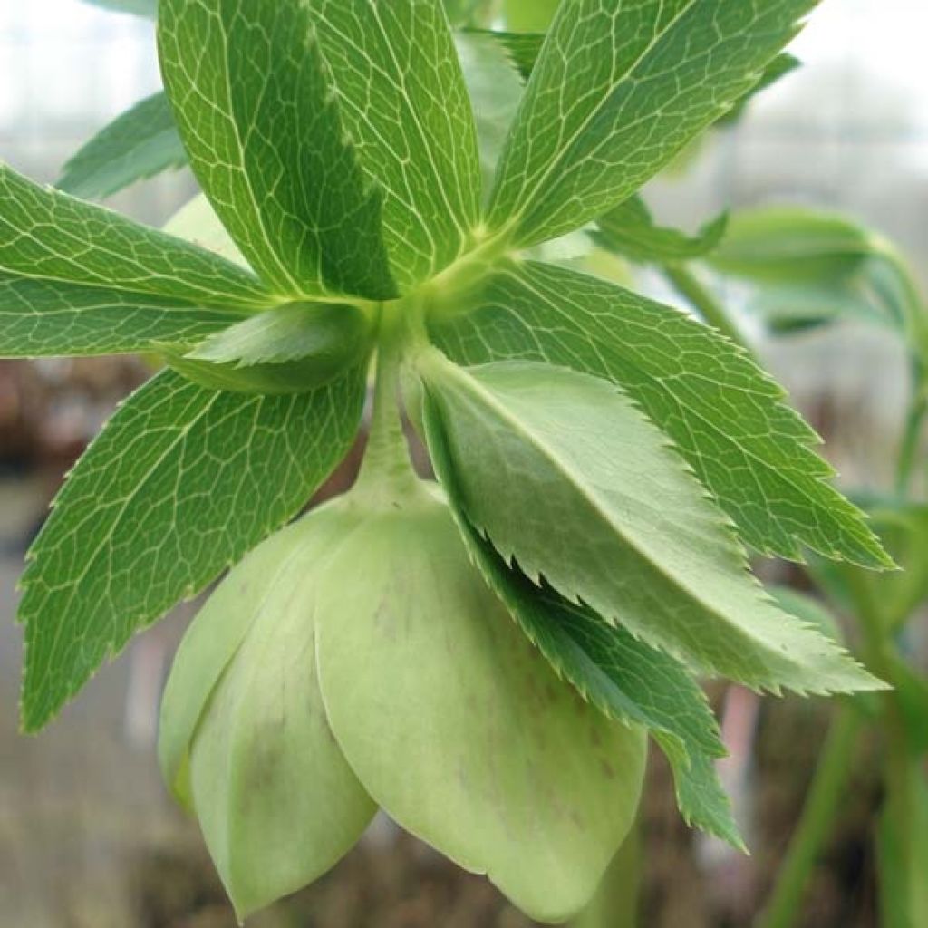 Helleborus hybridus Green-flowered