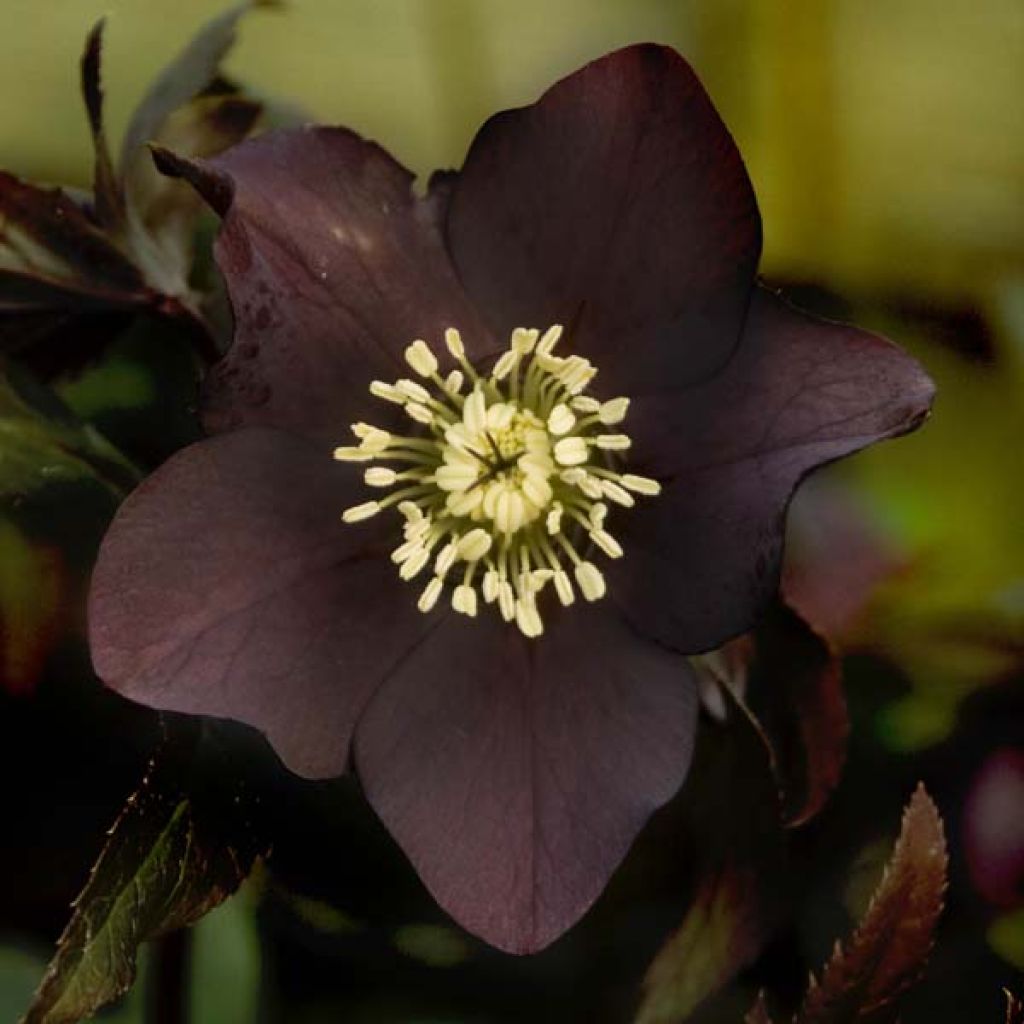 Helleborus x hybridus Black