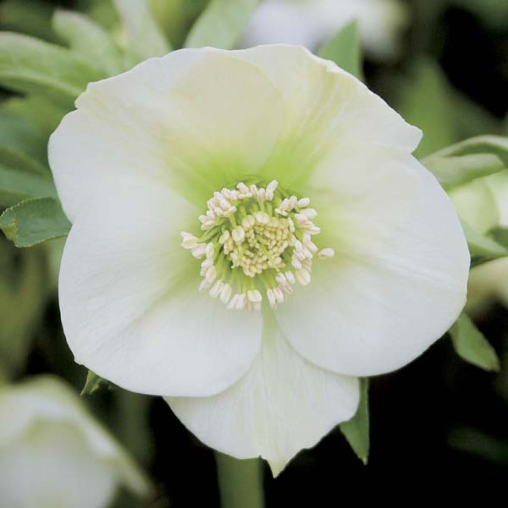 Helleborus hybridus White