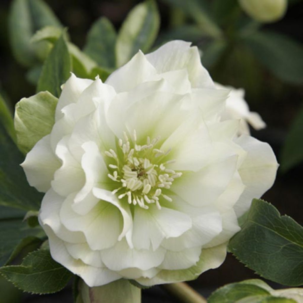 Helleborus hybridus Double White