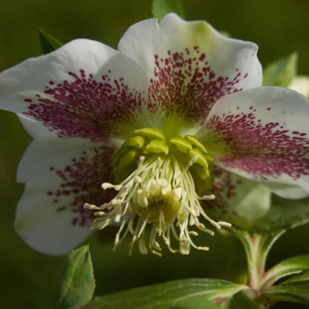 Helleborus hybridus white spotted