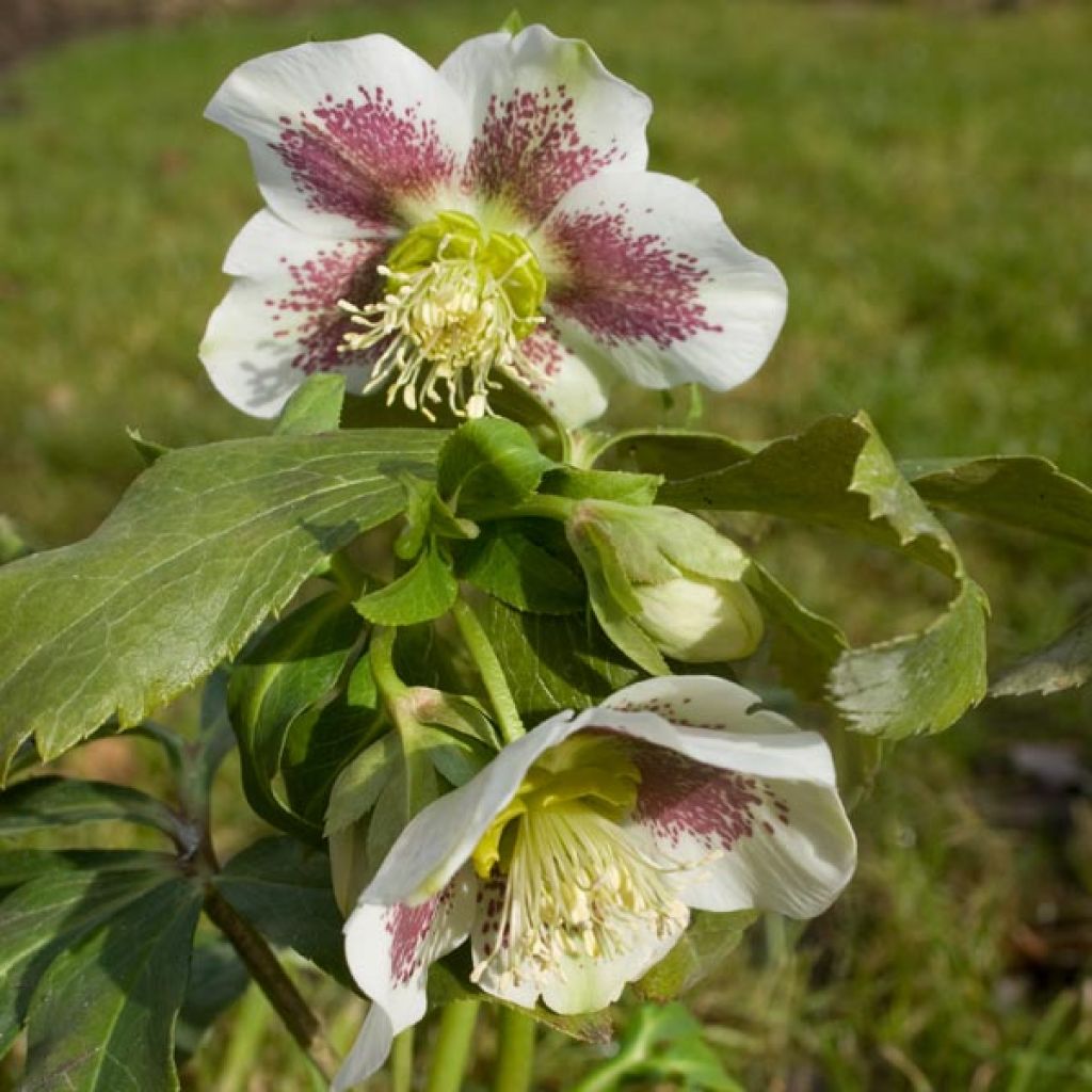 Helleborus hybridus white spotted