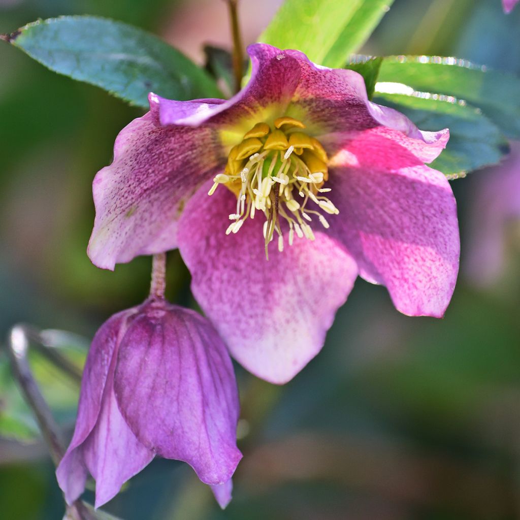 Helleborus purpurascens